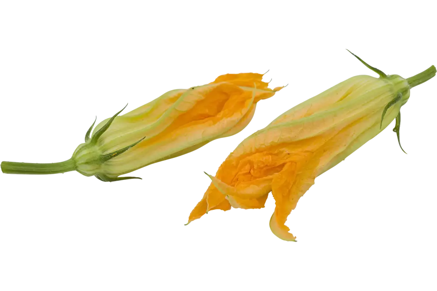 Fioretta bloem schaal 6 stuks 1